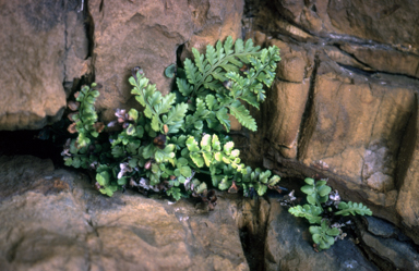 APII jpeg image of Asplenium obtusatum  © contact APII