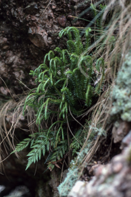 APII jpeg image of Asplenium appendiculatum  © contact APII