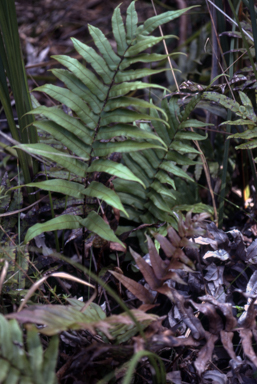 APII jpeg image of Blechnum sp. (King Island)  © contact APII