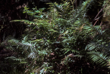 APII jpeg image of Blechnum sp. (King Island)  © contact APII