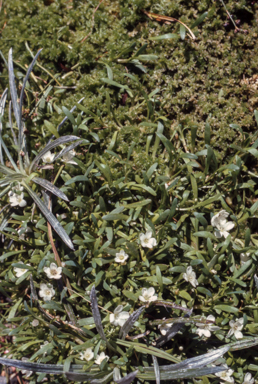APII jpeg image of Sphagnum,<br/>Nepaxia  © contact APII