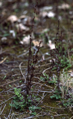 APII jpeg image of Cheilanthes sieberi  © contact APII