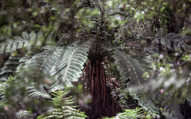 APII jpeg image of Cyathea marcescens  © contact APII