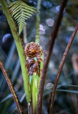 APII jpeg image of Cyathea robertsoniana  © contact APII