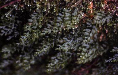 APII jpeg image of Hymenophyllum rarum  © contact APII
