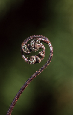 APII jpeg image of Lastreopsis rufescens  © contact APII