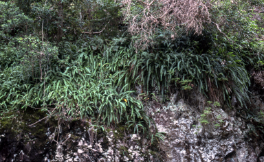 APII jpeg image of Nephrolepis cordifolia  © contact APII