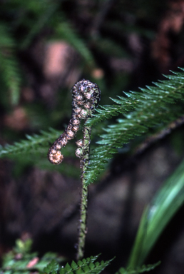 APII jpeg image of Polystichum australiense  © contact APII