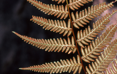 APII jpeg image of Pteridium esculentum  © contact APII