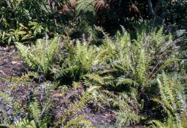 APII jpeg image of Blechnum nudum  © contact APII