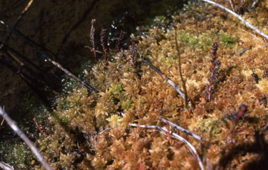 APII jpeg image of Sphagnum  © contact APII