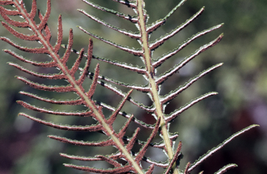 APII jpeg image of Doodia heterophylla  © contact APII