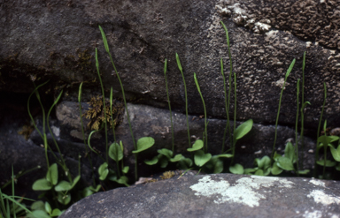 APII jpeg image of Ophioglossum lusitanicum  © contact APII