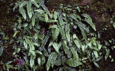 APII jpeg image of Adiantum diaphanum,<br/>Adiantum christii  © contact APII