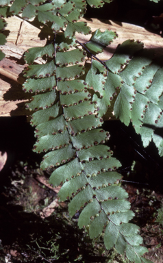 APII jpeg image of Adiantum christii  © contact APII