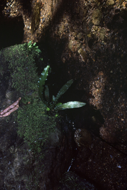 APII jpeg image of Asplenium nidus  © contact APII