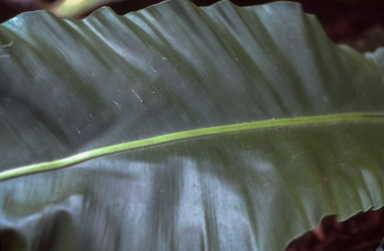 APII jpeg image of Asplenium macrophyllum  © contact APII