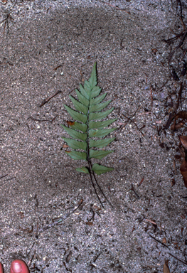 APII jpeg image of Asplenium macrophyllum  © contact APII