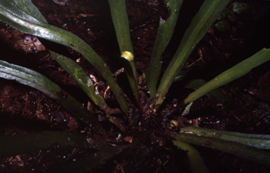 APII jpeg image of Asplenium acrobryum  © contact APII