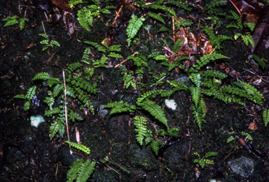 APII jpeg image of Asplenium cuneatum  © contact APII
