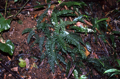 APII jpeg image of Diplazium weinlandii  © contact APII