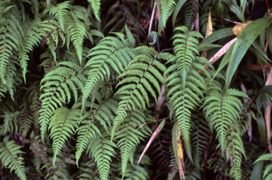 APII jpeg image of Lunathyrium japonicum  © contact APII
