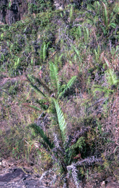 APII jpeg image of Blechnum orientale  © contact APII