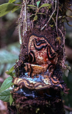 APII jpeg image of Cyathea decurrens  © contact APII