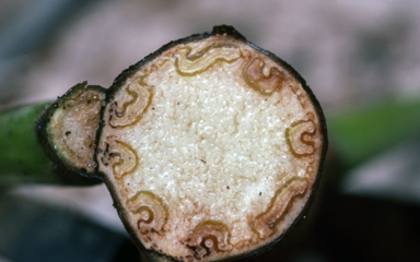APII jpeg image of Cyathea decurens  © contact APII