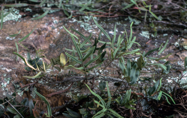 APII jpeg image of Scyphularia pentaphylla  © contact APII