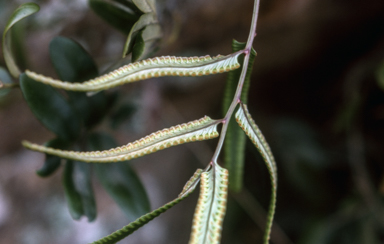 APII jpeg image of Scyphularia pentaphylla  © contact APII