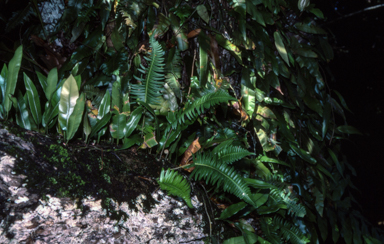 APII jpeg image of Humata heterophylla,<br/>Davallia pectinata  © contact APII