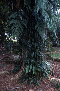 APII jpeg image of Humata heterophylla  © contact APII