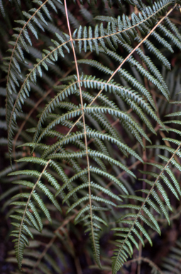 APII jpeg image of Pteridium aquilinum  © contact APII