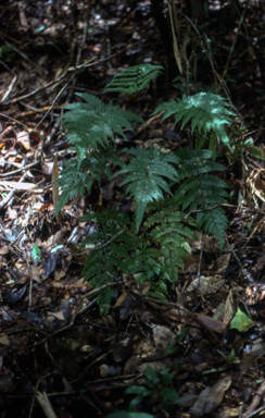 APII jpeg image of Dryopteris sparsa  © contact APII