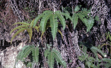 APII jpeg image of Dicranopteris linearis var. subferruginea  © contact APII