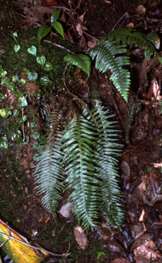 APII jpeg image of Caenopteris multicandata  © contact APII