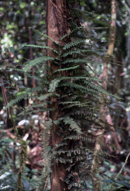 APII jpeg image of Trichomanes auriculatum  © contact APII