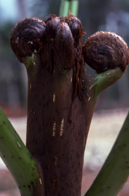 APII jpeg image of Cyathea decurrens  © contact APII