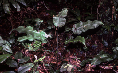 APII jpeg image of Diplazium cordifolium  © contact APII