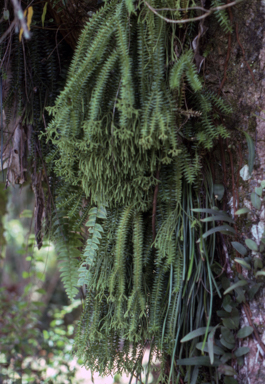 APII jpeg image of Lycopodium phlegmaria  © contact APII