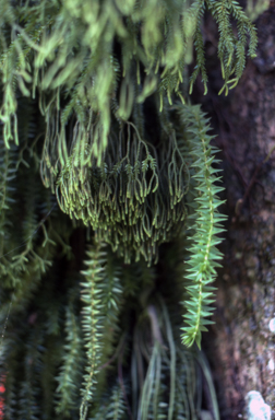 APII jpeg image of Lycopodium phlegmaria  © contact APII
