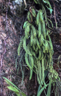 APII jpeg image of Lycopodium carinatum  © contact APII