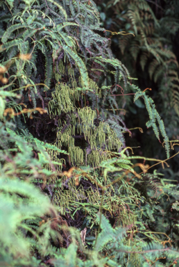 APII jpeg image of Lycopodium volubile  © contact APII