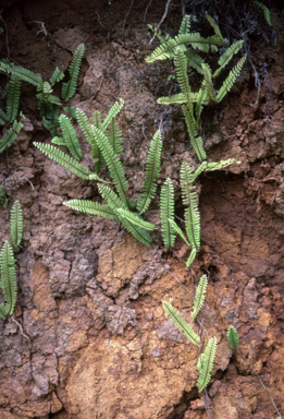 APII jpeg image of Nephrolepis lauterbachii  © contact APII