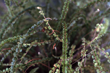 APII jpeg image of Nephrolepis duffii  © contact APII