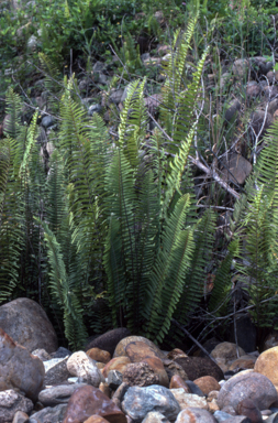 APII jpeg image of Nephrolepis hirsutula  © contact APII