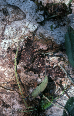APII jpeg image of Selliguea costulata  © contact APII