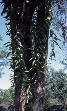 APII jpeg image of Microsorium subgeminatum  © contact APII