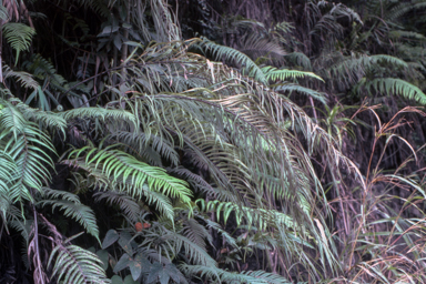 APII jpeg image of Pteris moluccana  © contact APII